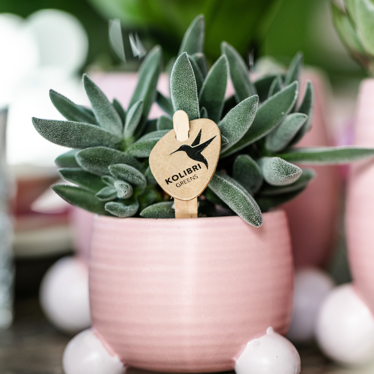 Kolibri-Grün | Grüne Pflanze – Sukkulente Tarantel – grüne Zimmerpflanze – frisch vom Züchter – Ø 6 cm