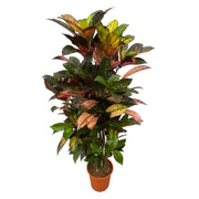 Codiaeum (Croton) Iceton ramifié - 120 cm - Ø24 cm