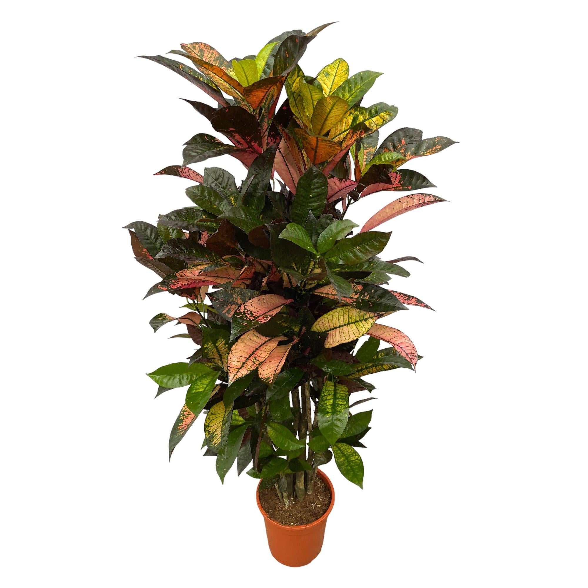 Codiaeum (Croton) Iceton ramifié - 120 cm - Ø24 cm