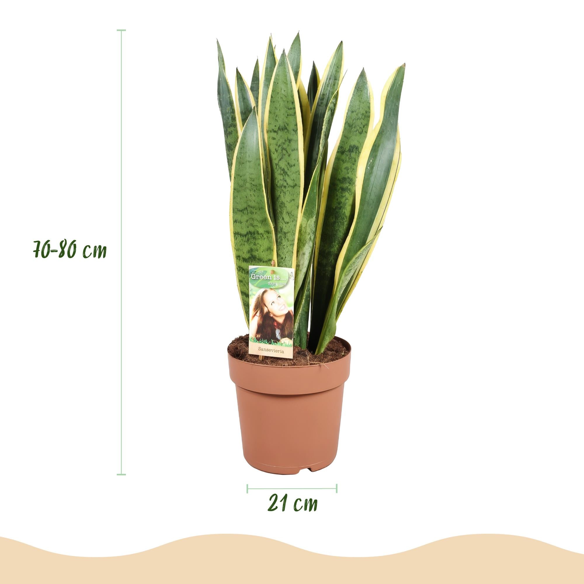 Sansevieria Laurentii - Vrouwentong - met Potter Wit - Pot 21cm - Hoogte 70-80cm