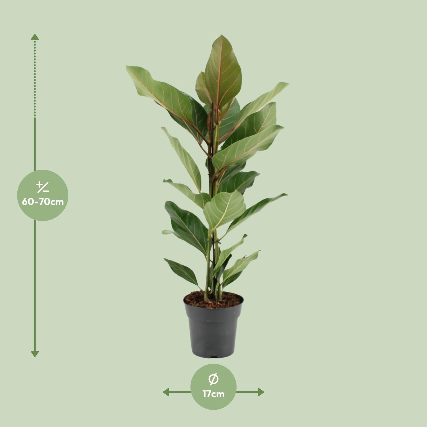 Ficus benghalensis Joy - Ø17cm - ↕65cm