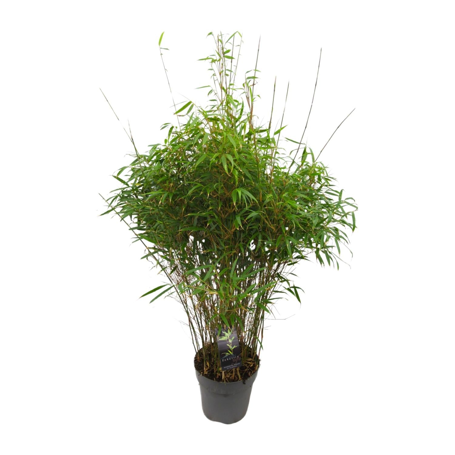 Fargesia 'rufa' - Nicht ausbreitender Bambus - Ø27cm - ↕90cm