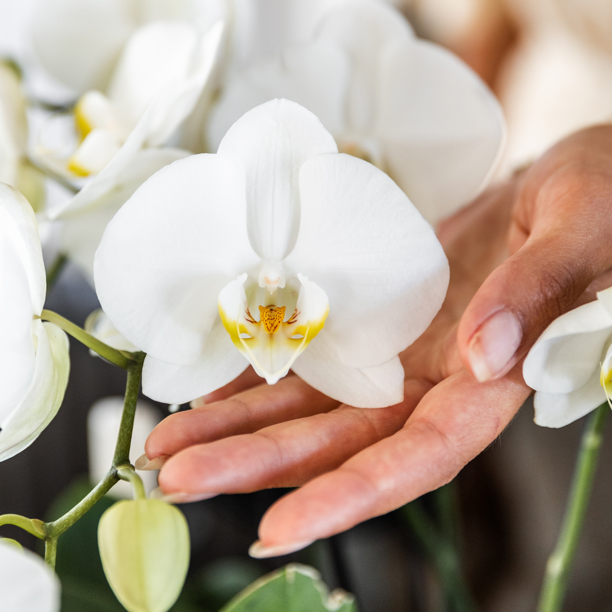 Kolibri Orchids | OFERTA COMBINADA de 4 orquídeas blancas - Gante - maceta de 12 cm de diámetro | planta de interior con flor - recién cultivada