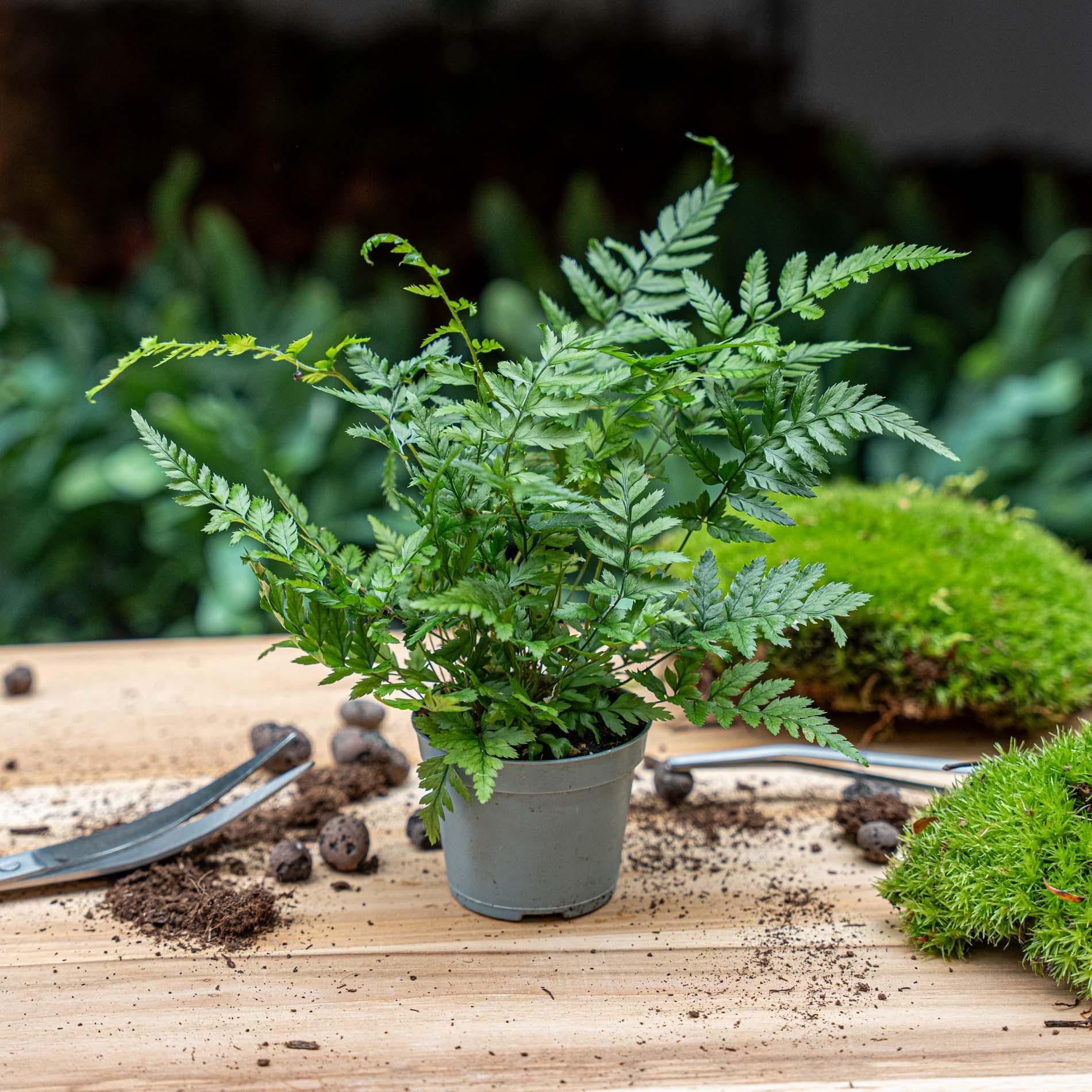 Farn - Athyrium spicatum - Terrarienpflanze - Topfgröße 6