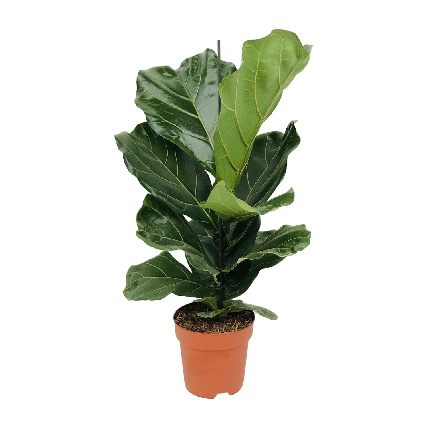 Ficus Lyrata - Ø17 cm - ↕75 cm