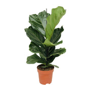 Ficus Lyrata - Ø17 cm - ↕75 cm