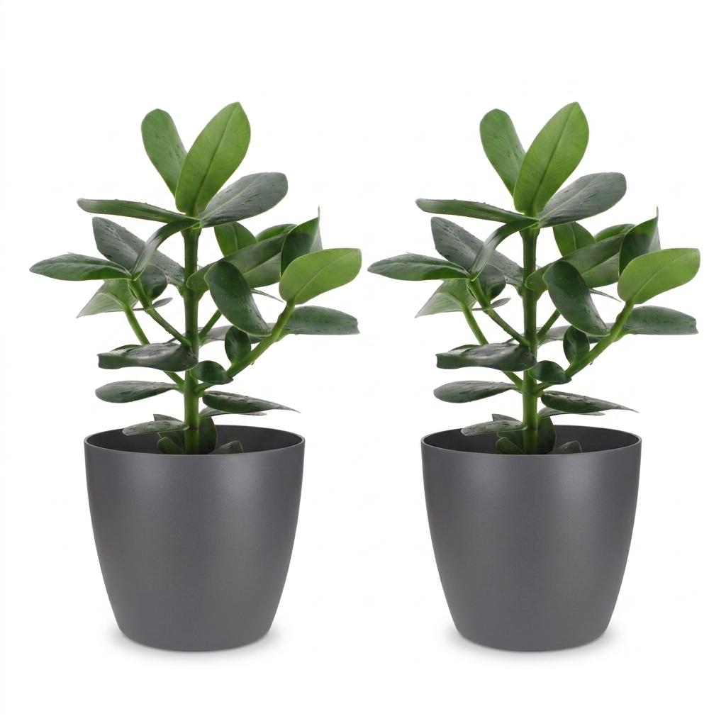 Clusia Princess -  2x - met Potter Grijs - Pot 12cm - Hoogte - 40cm