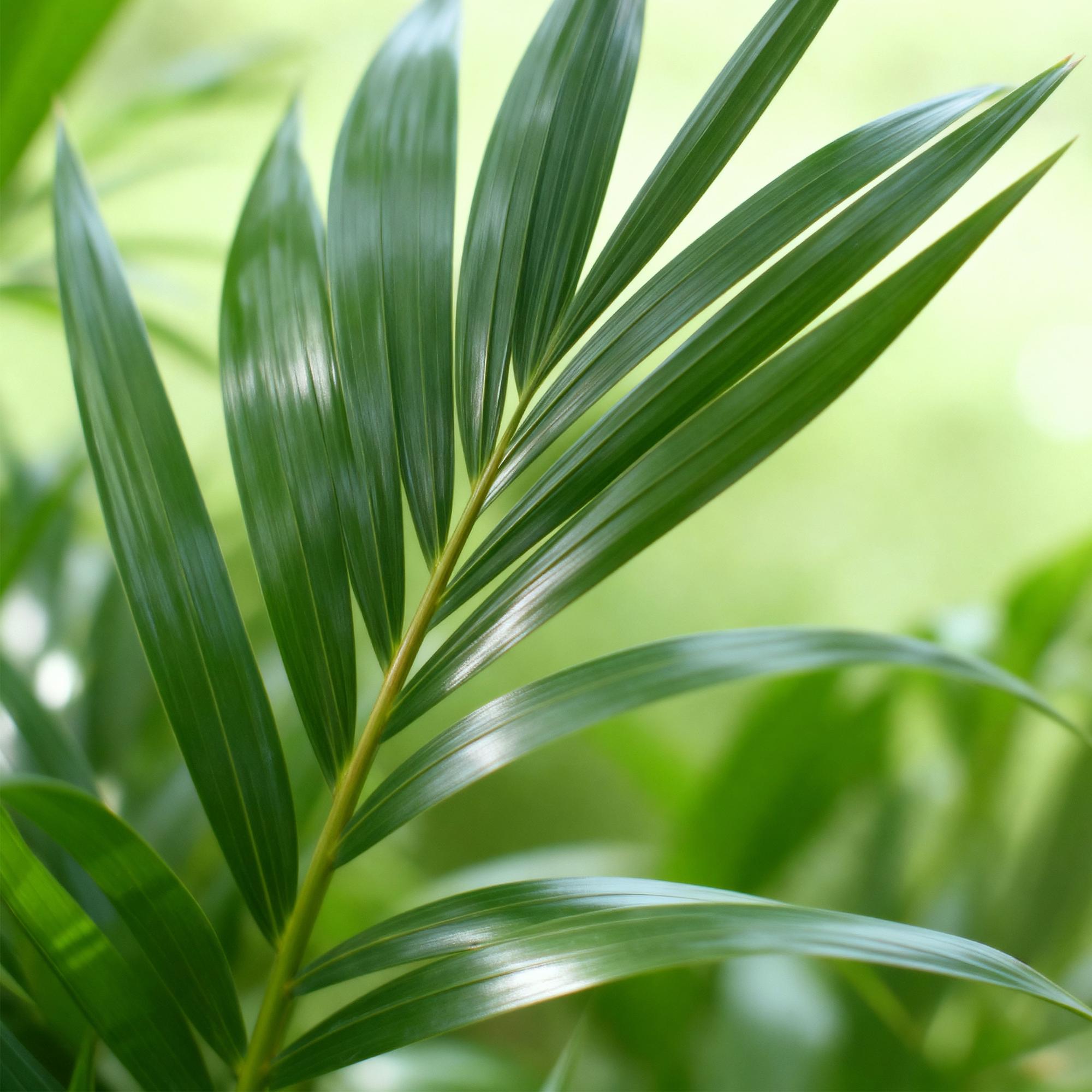 Howea Forsteriana - Kentia Palm - Weinig Onderhoud - Groen - 1 plant - Pot 21cm - Hoogte 120-130cm