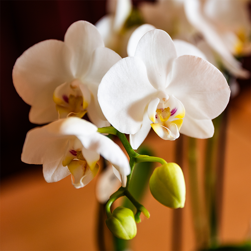 Kolibri Orchids | Witte Amabilis orchidee cadeauset - incl. giftbox, orchidee & sierpot - Ø9cm