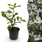 Cornus Florida - Bloem Wit-Roze - 1 Plant - Bladverliezend - Weinig Onderhoud - Pot 12cm Hoogte 35cm