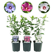 Green boutiQ – Sträucher – Hibiscus syriacus Tricolour – Blüten: Rosa, Weiß und Blau – 3 Pflanzen – Laubabwerfend – Pflegeleicht – Topf: 17 cm, Höhe: 45 cm