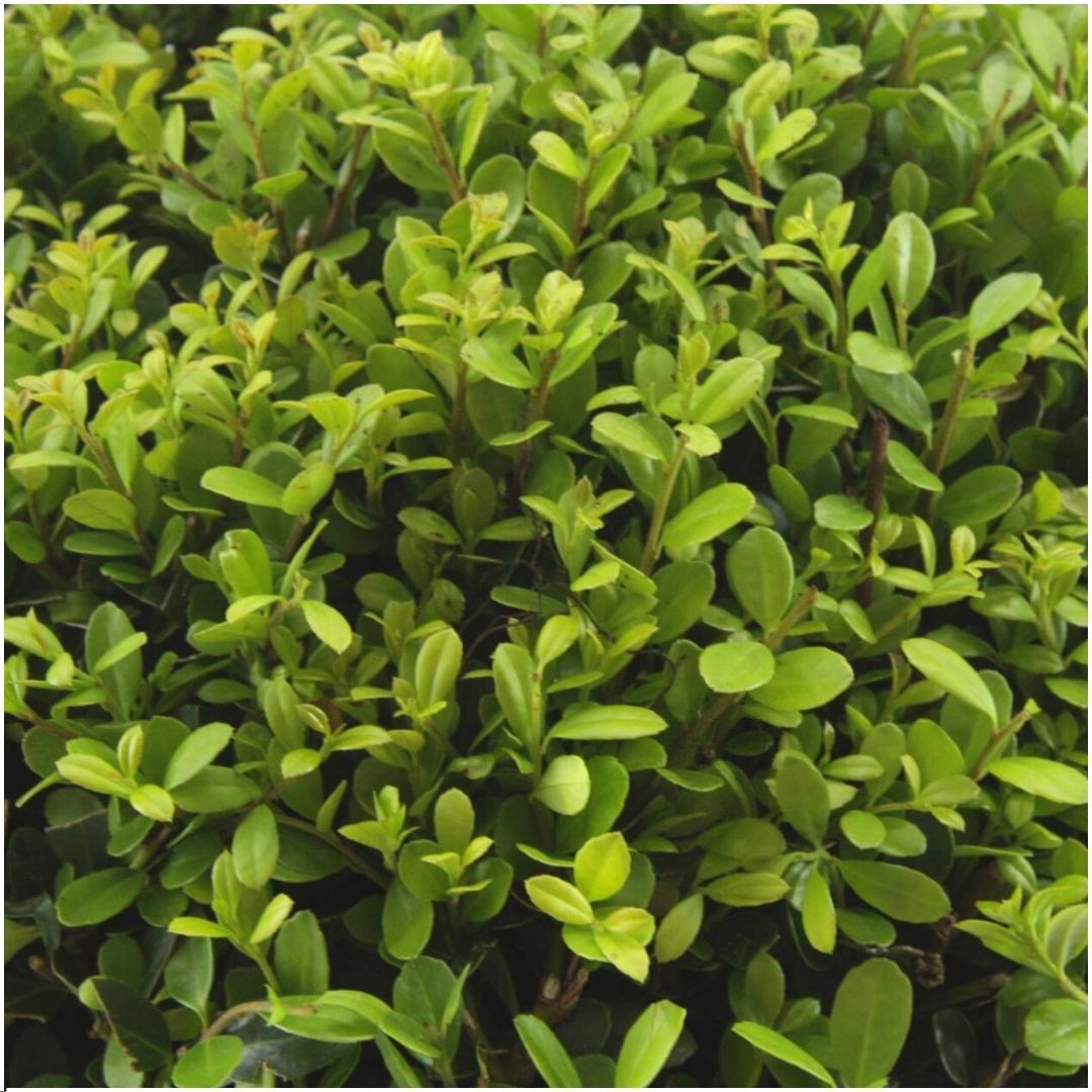 8 x 6er-Packung Ilex crenata 'Jenny' - Ø7 cm - ↕15 cm