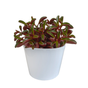 Peperomia graveolens - en maceta blanca