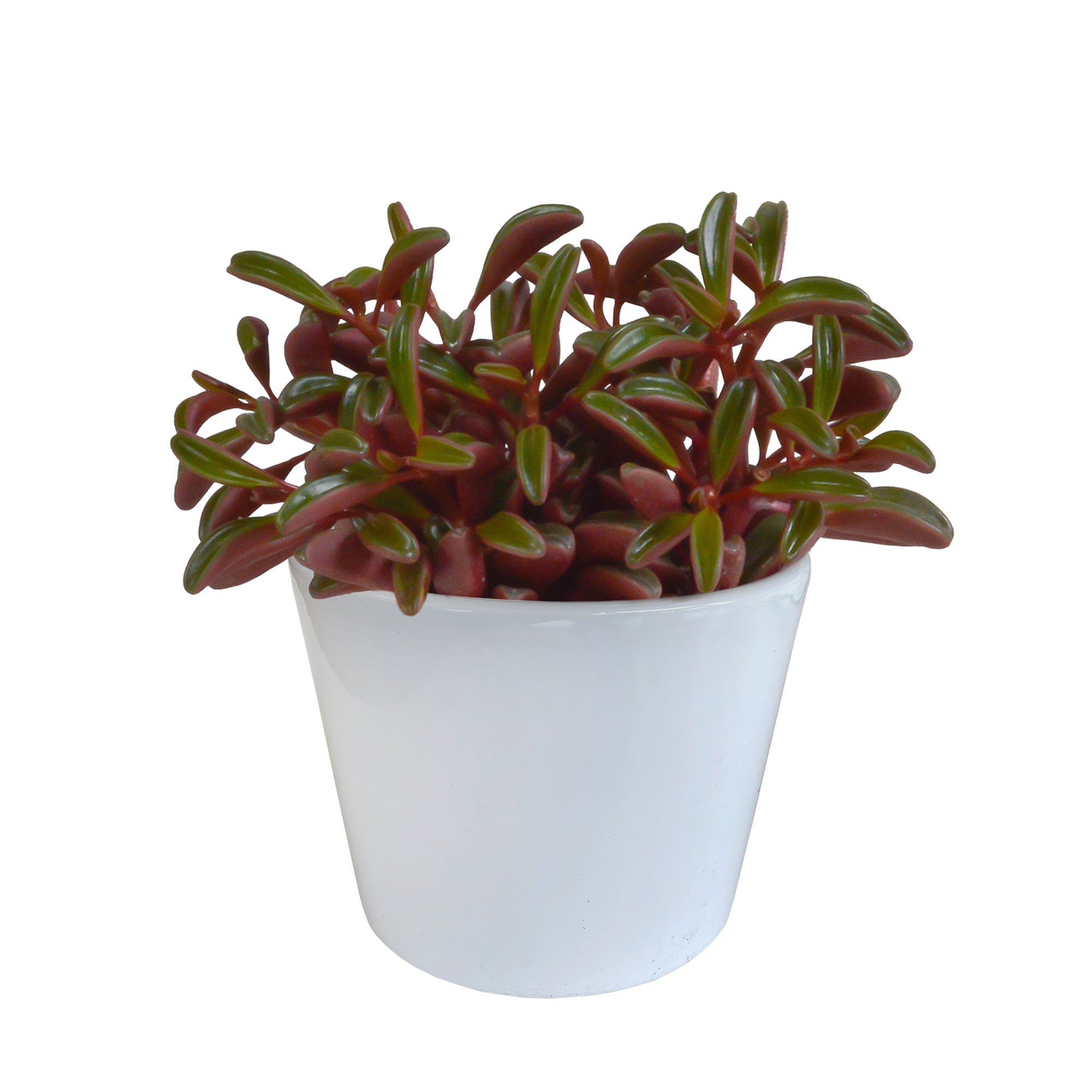 Peperomia graveolens - en maceta blanca