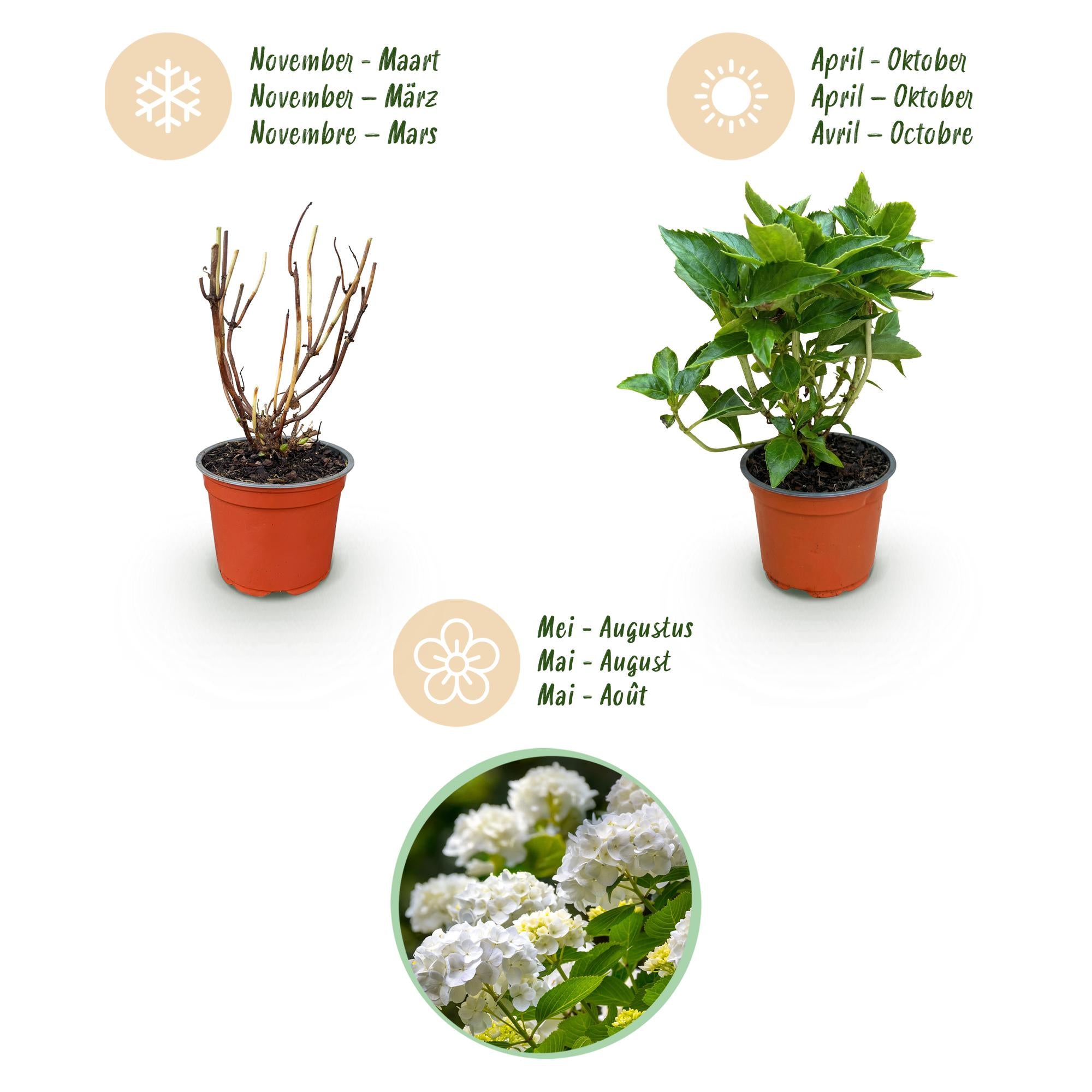 Hydrangea macrophylla Wit - Hortensia - Winterhard - Wit - 1 Plant - Pot 12cm - Hoogte Hoogte 20-30cm