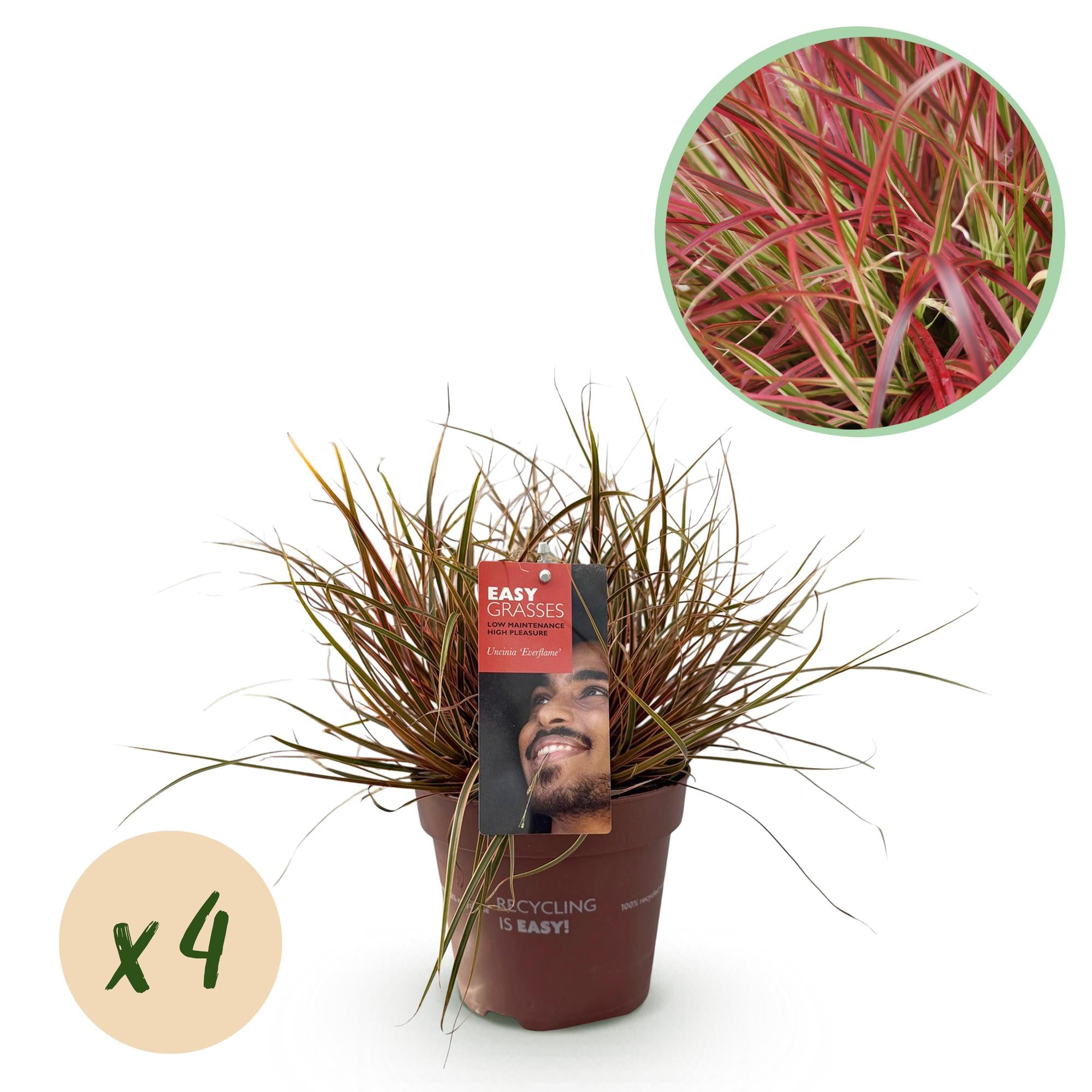 Uncinia rubra Everflame  - Rood - 4 Planten - Bladhoudend - Weinig Onderhoud - Pot 17cm Hoogte 50cm