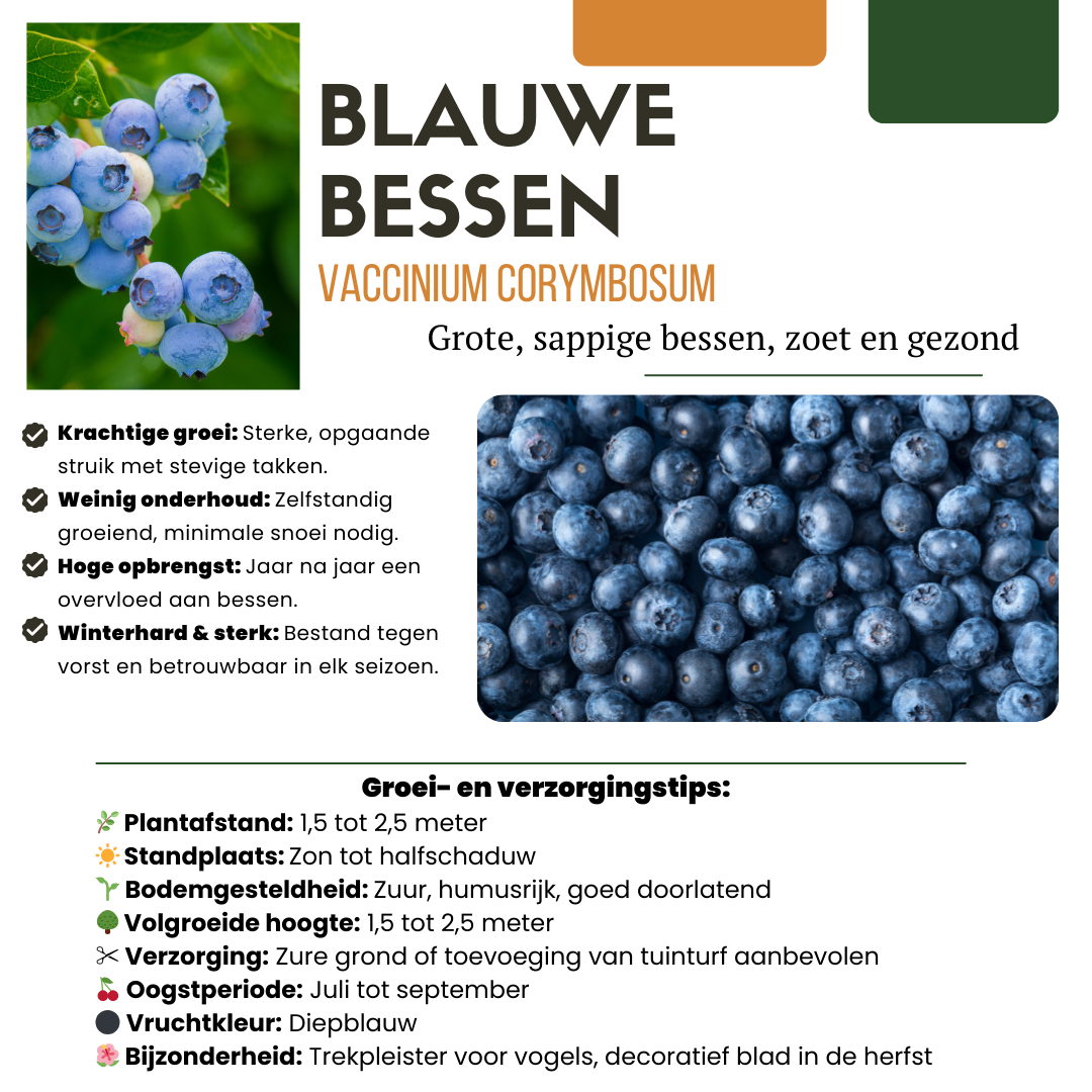 Bio-Obstpflanzenmischung „Sommerfrüchte“, 4 verschiedene Sorten