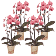 Kolibri Orchids | Combi Deal - 4 Zalmroze Phalaenopsis Orchideeën Niagara Fall Narbonne - Ø12 cm