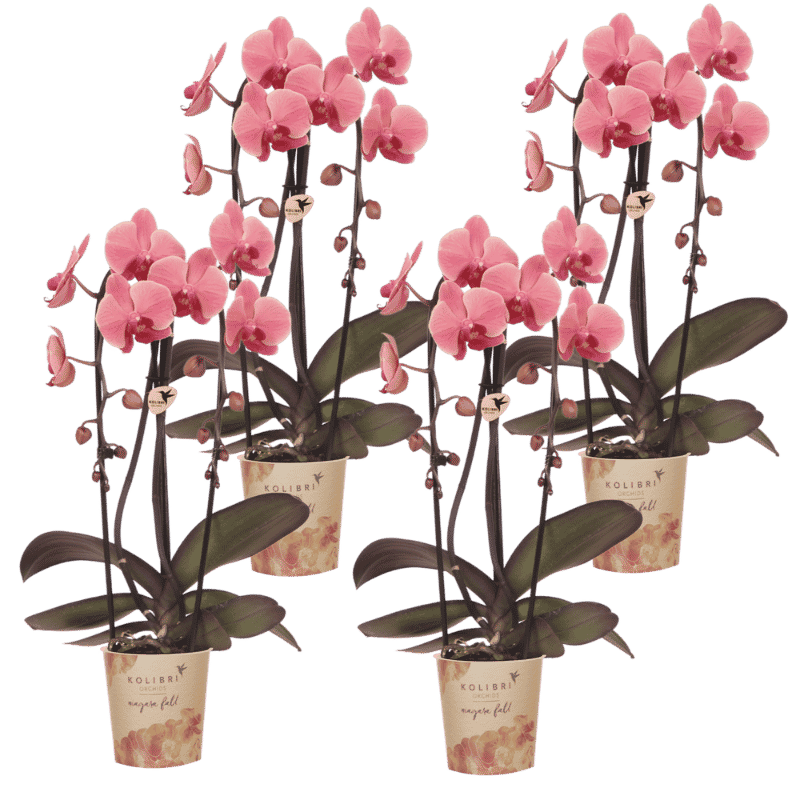 Kolibri Orchids | Combi Deal - 4 Zalmroze Phalaenopsis Orchideeën Niagara Fall Narbonne - Ø12 cm