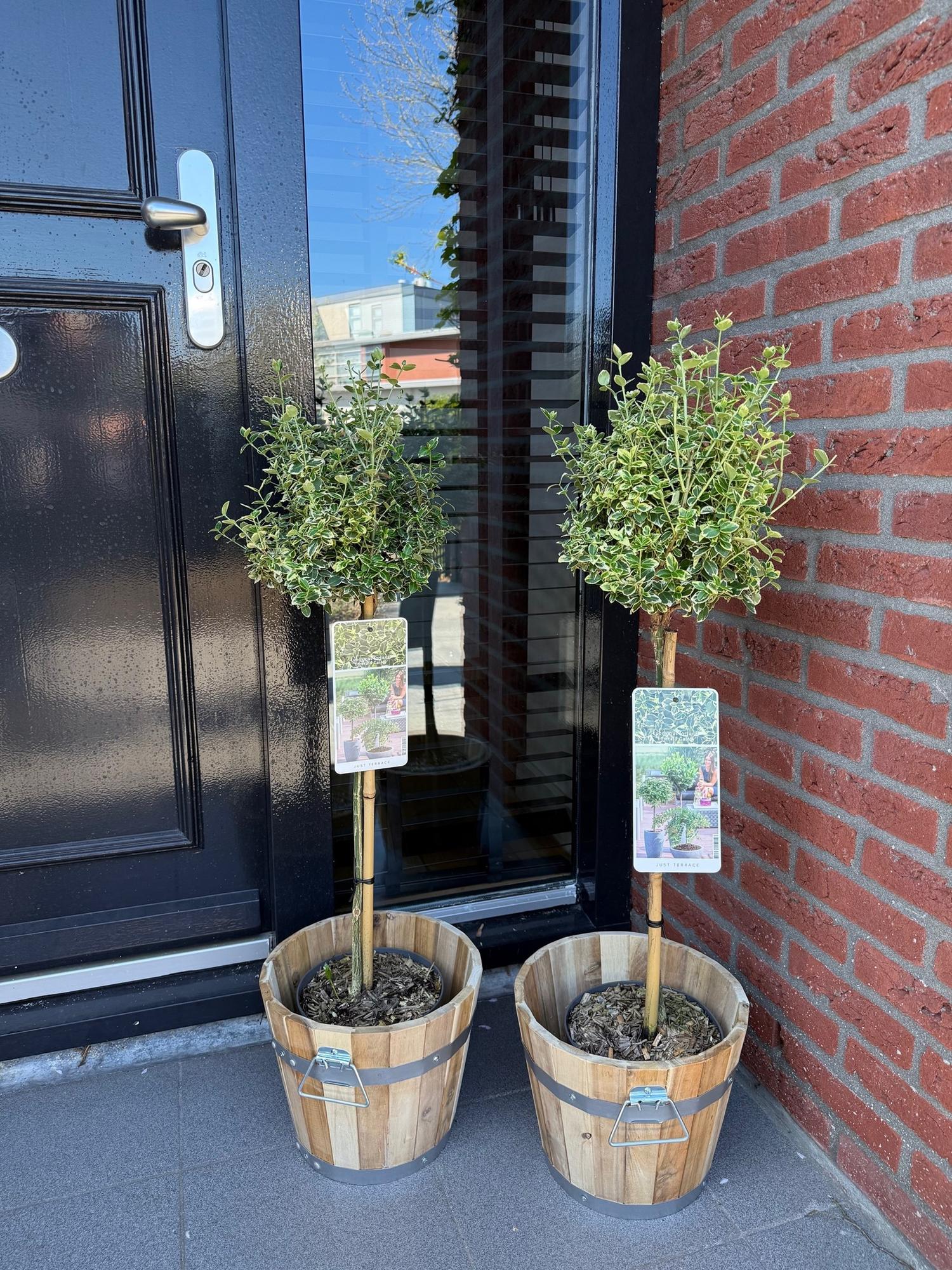 Euonymus fortunei Emerald Gaiety -Terras Plant - Bladhoudend - Winterhard - Groen-Grijs Blad - Pot 19cm Hoogte 90cm