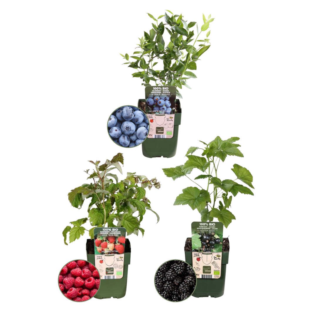 Biologische Fruitplanten mix set van 3 verschillende soorten