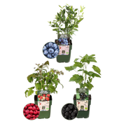 Biologische Fruitplanten mix set van 3 verschillende soorten