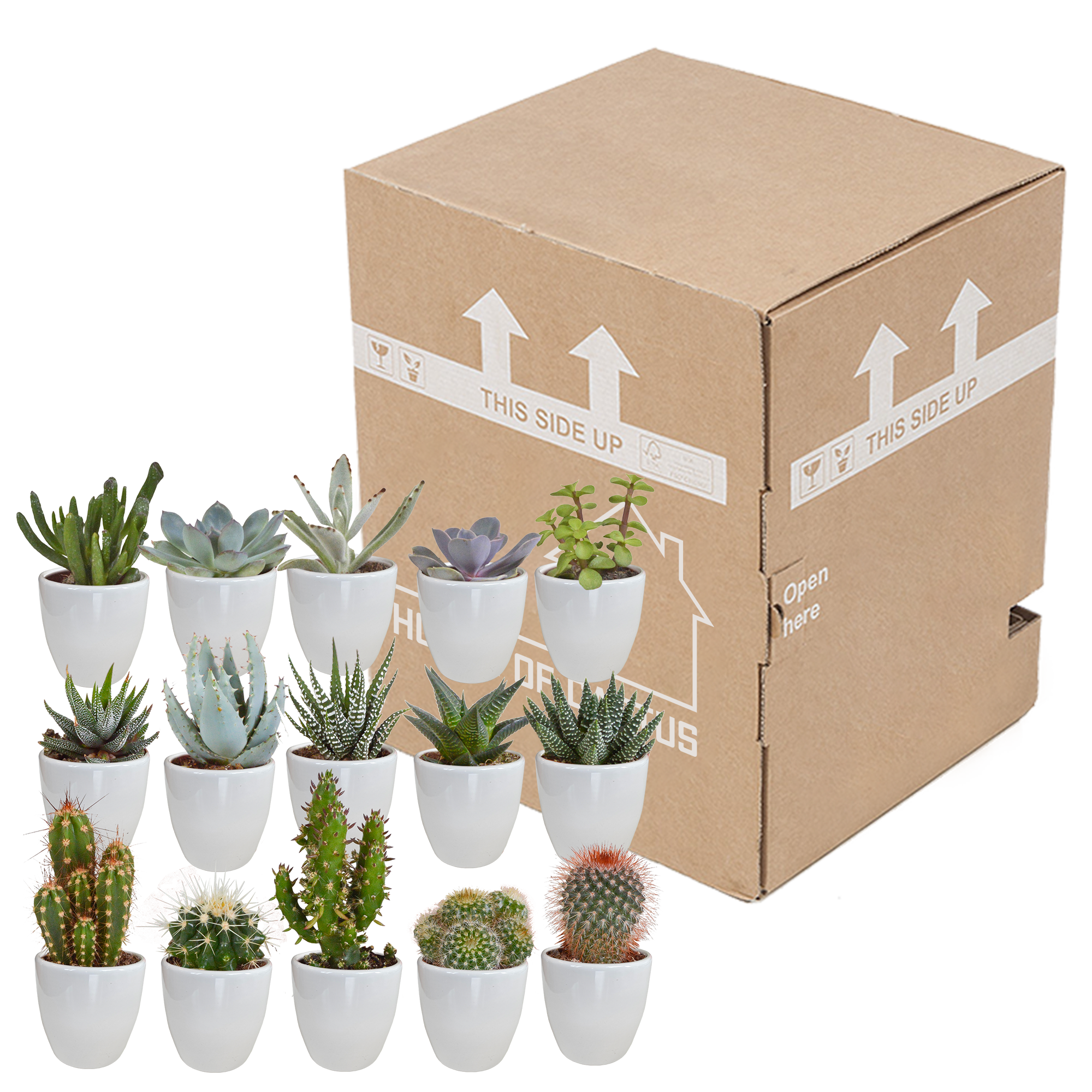Cactus and succulent mix 5.5 cm | 15 pieces - in white pot
