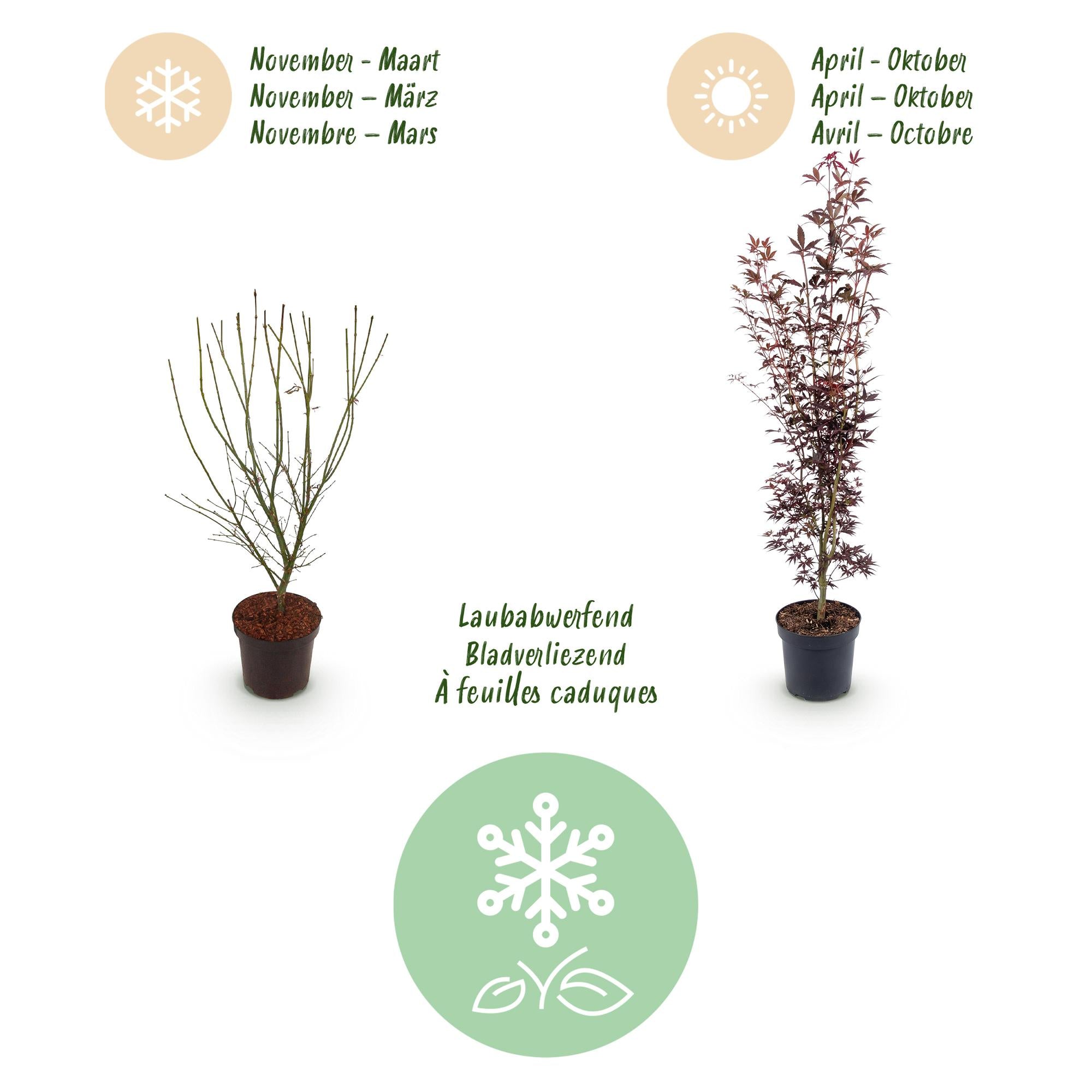 Acer palmatum Atropurpureum - Japanse Esdoorn - Bladverliezend - Paars - 1 - Pot 26cm - Hoogte 90cm