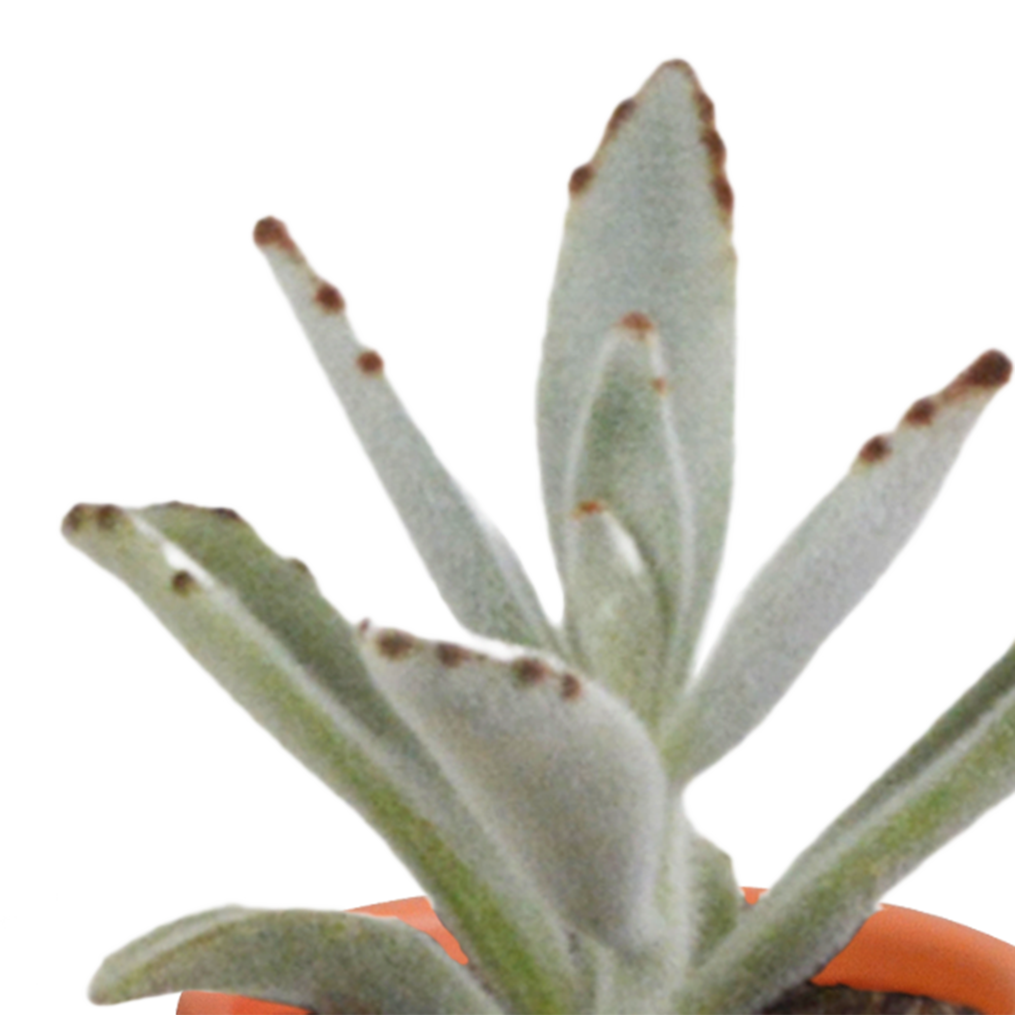 Mix di cactus e piante grasse 5,5 cm | 15 pezzi - in vaso di terracotta