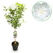 Green boutiQ - Pianta su stelo - Hibiscus syriacus White Chiffon® - Pianta da terrazza - Decidua - Resistente all'inverno - Fiore bianco - Vaso 19 cm Altezza 90 cm