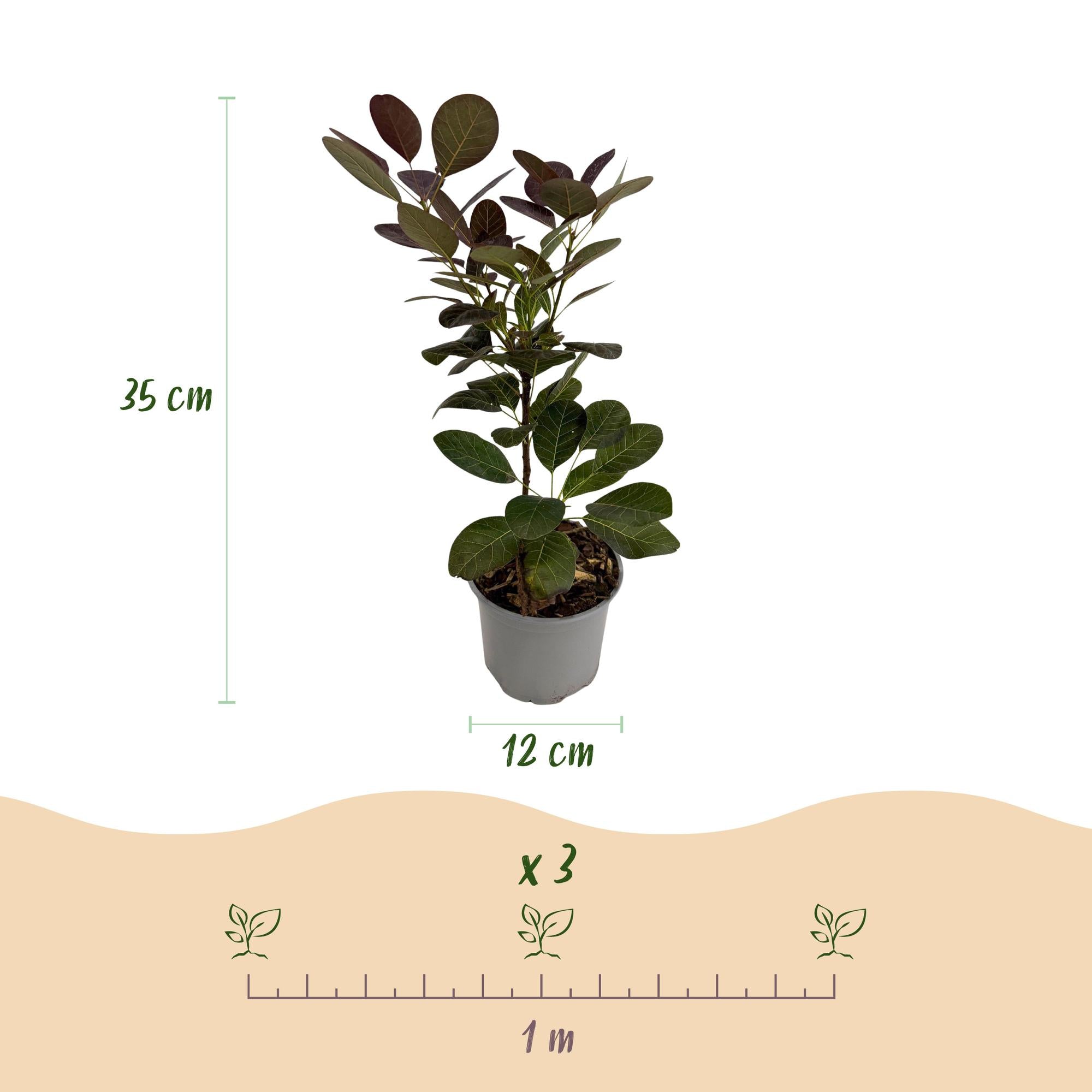 Cotinus coggyria Royal Purple - Paars - 3 Planten - Bladverliezend - Weinig Onderhoud - Pot 12cm Hoogte 35cm