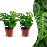 Monstera Adansonii - Rhaphidophora Tetrasperma - 2x - Pot 12cm - Hoogte - 25cm