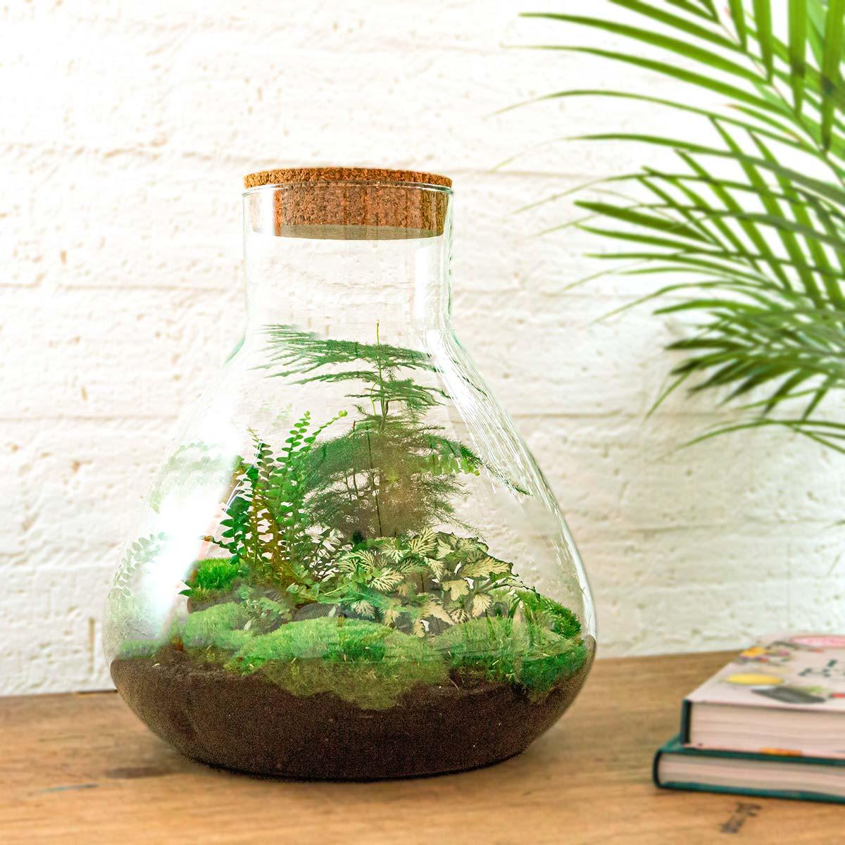 DIY terrarium - Sam XL - ↕ 35 cm - Rake + Shovel