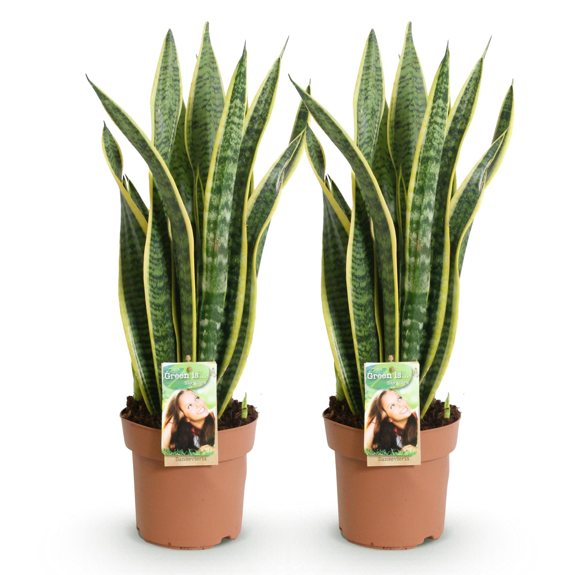 Sanseveria Laurentii - Vrouwentong - Weinig onderhoud - Groen - 2 Planten - Pot 17cm - Hoogte 60-70cm