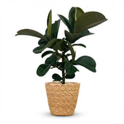 Rubberplant - Ficus Elastica Cloe - Groen - Weinig onderhoud - 1 Plant - met Mand - Pot 19cm - Hoogte 65cm