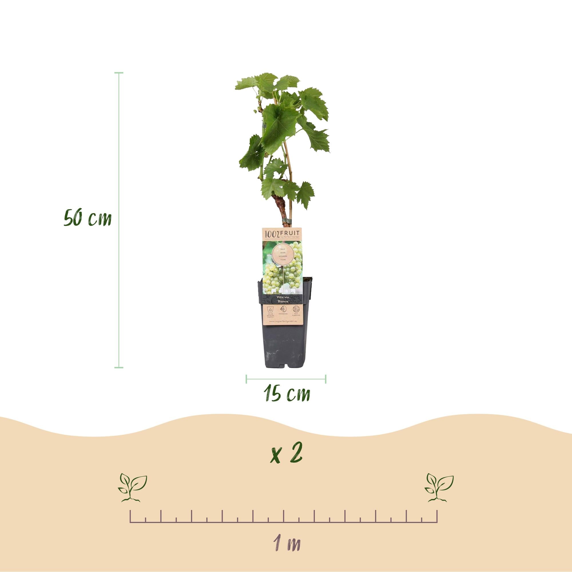 Witte Druif - Vitis vinifera Bianca - 2 planten - Pot 15cm Hoogte 50cm