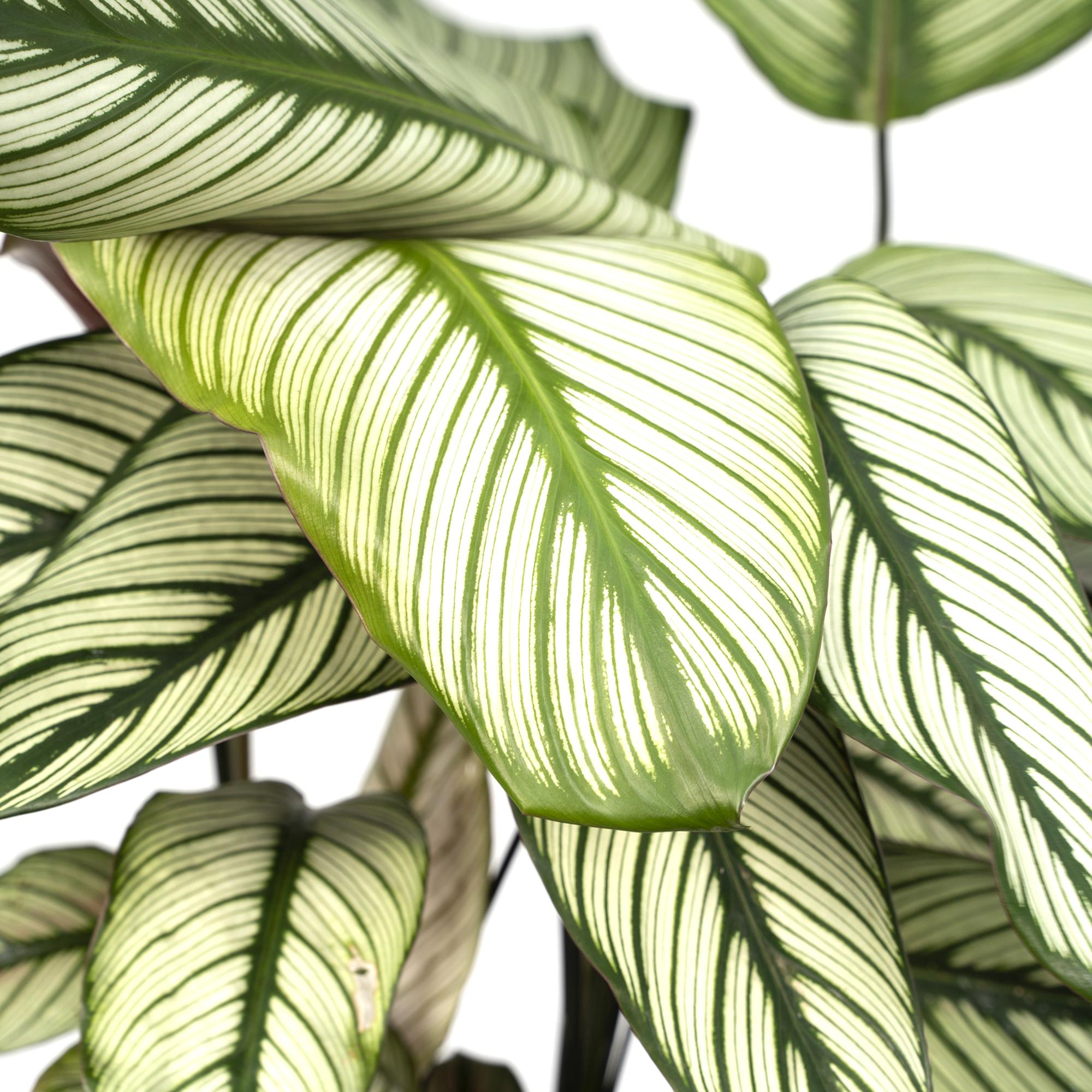 Calathea Whitestar – Pfauenblume – Ø 19 cm – ↕ 50 cm