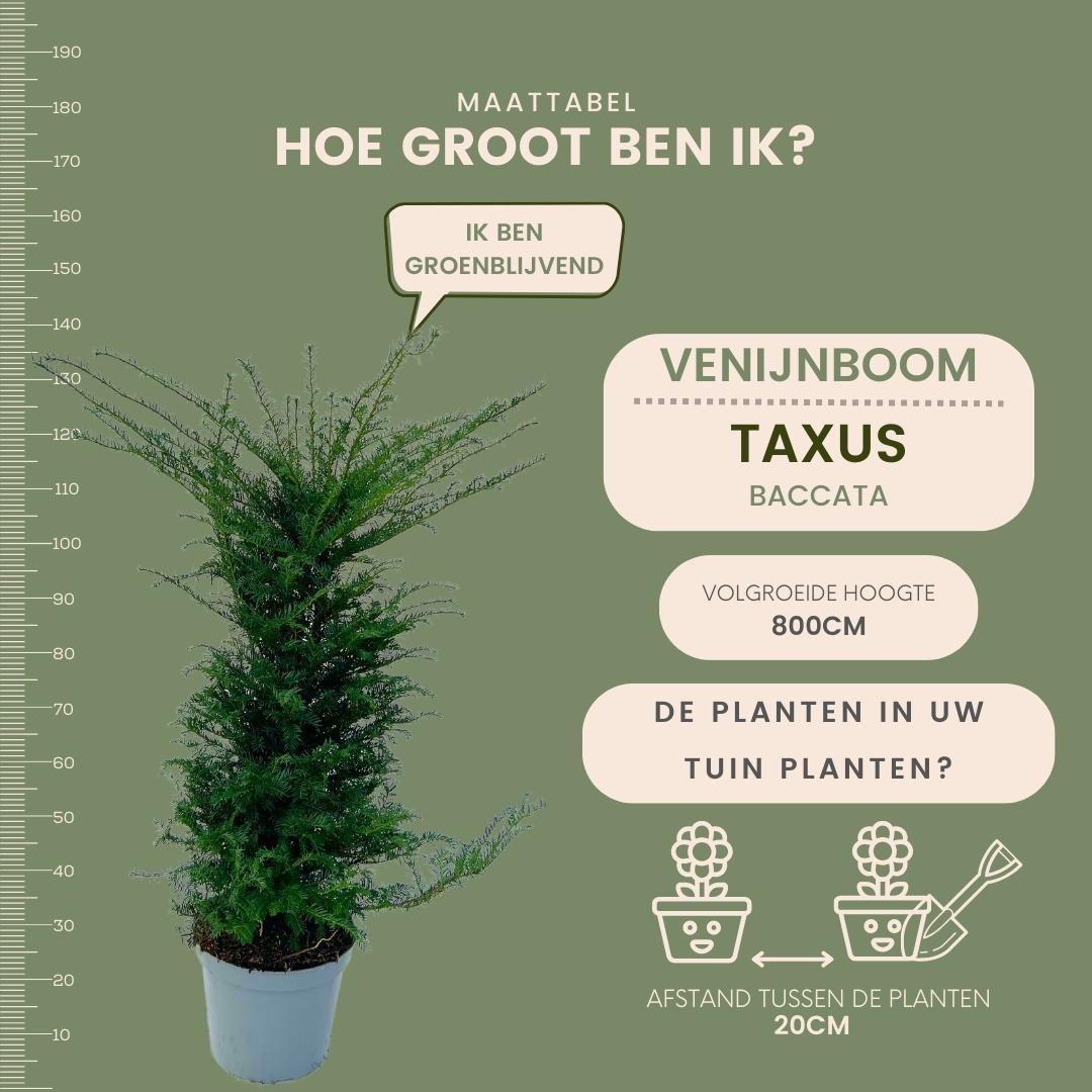 Große Eiben für eine 10 Meter hohe Hecke | - 12L - 20 x | ↨ 100-125 cm