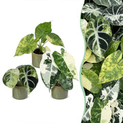 Baby Alocasia Tricolour Variegata 3x - Groen - Zwart - Variegata - Tropisch - incl. Linnea Olive - Ø6cm - ↕5-15cm
