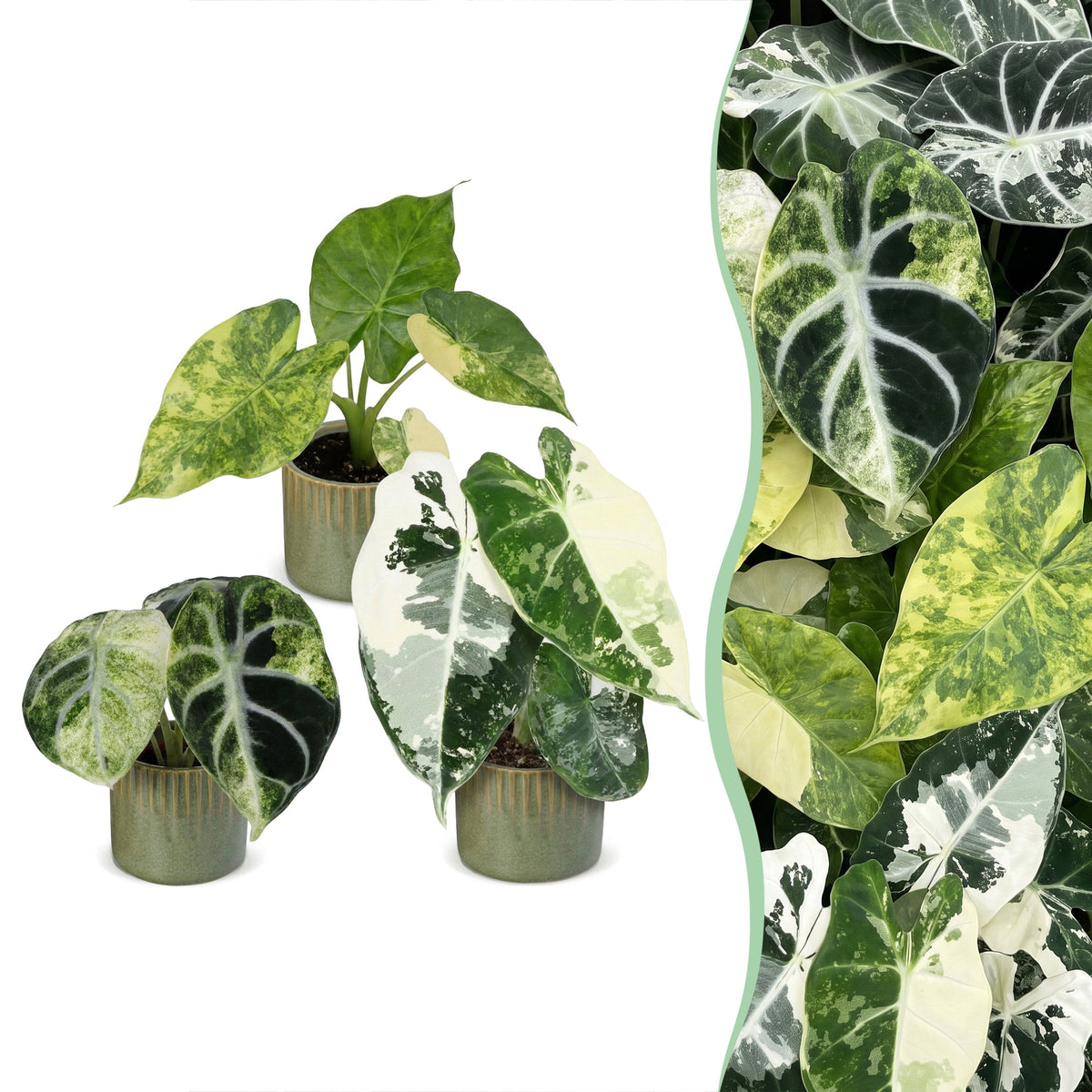 Baby Alocasia Tricolour Variegata 3x - Groen - Zwart - Variegata - Tropisch - incl. Linnea Olive - Ø6cm - ↕5-15cm