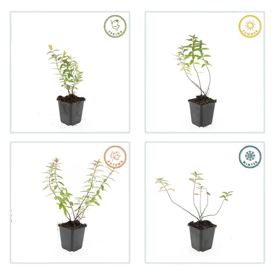 6 x Hypericum 'Hidcote' - ↕10-25cm - Ø9cm