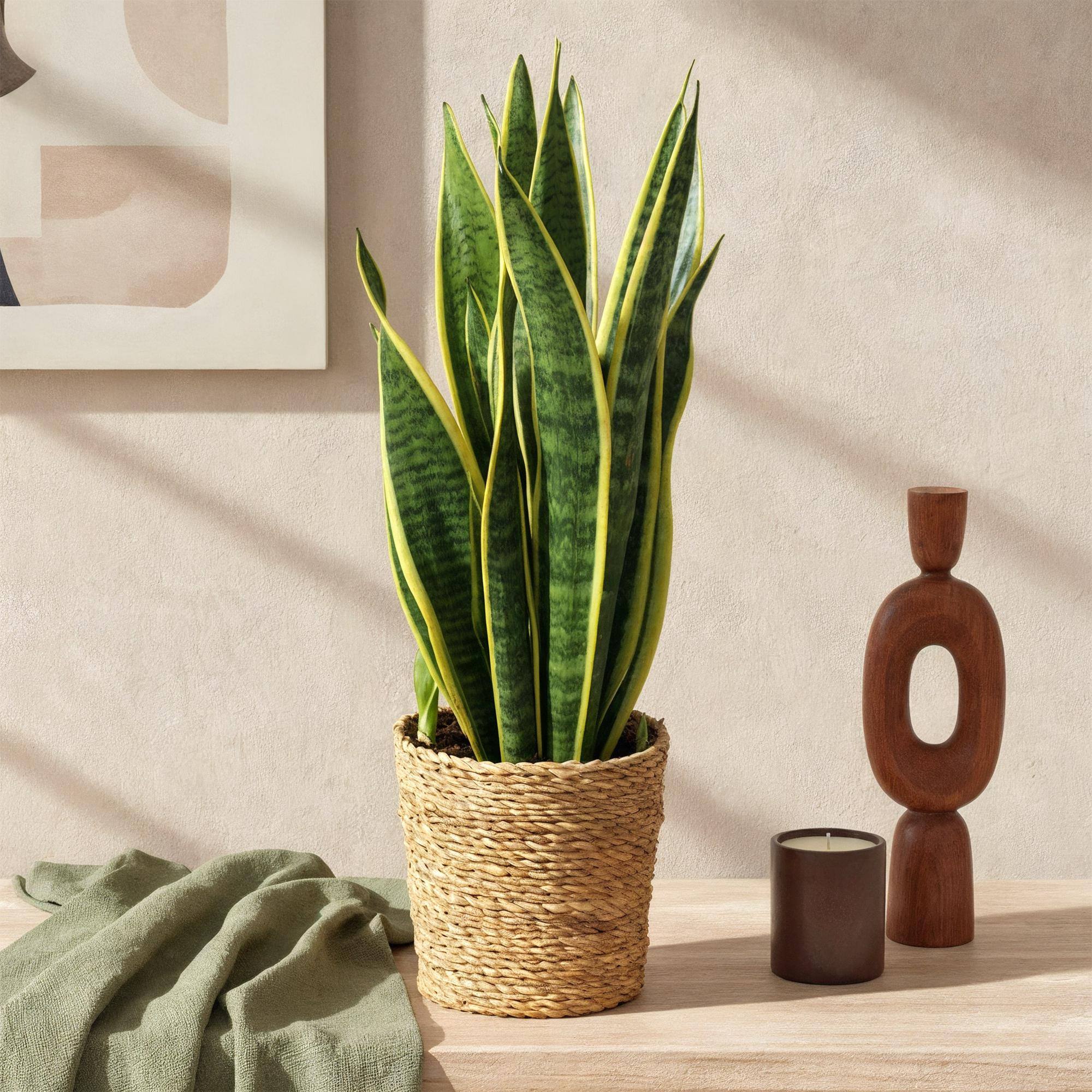 Sansevieria Laurentii - Vrouwentong - Weinig onderhoud - Groen - 1 Plant - Pot 17cm - Hoogte 60-70cm