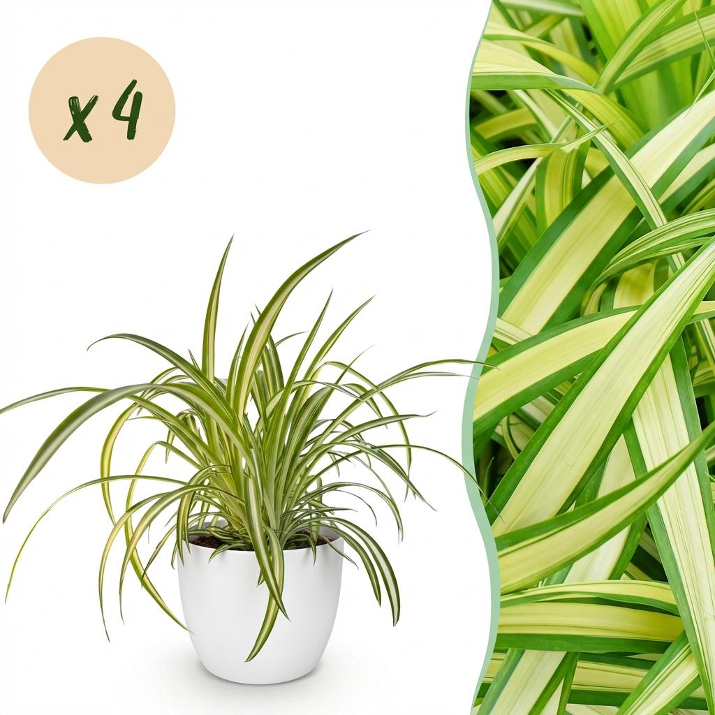 Chlorophytum comosum Variegatum - Bonte Graslelie - 4 Planten - met Potter Wit - Pot 12cm - Hoogte 20cm
