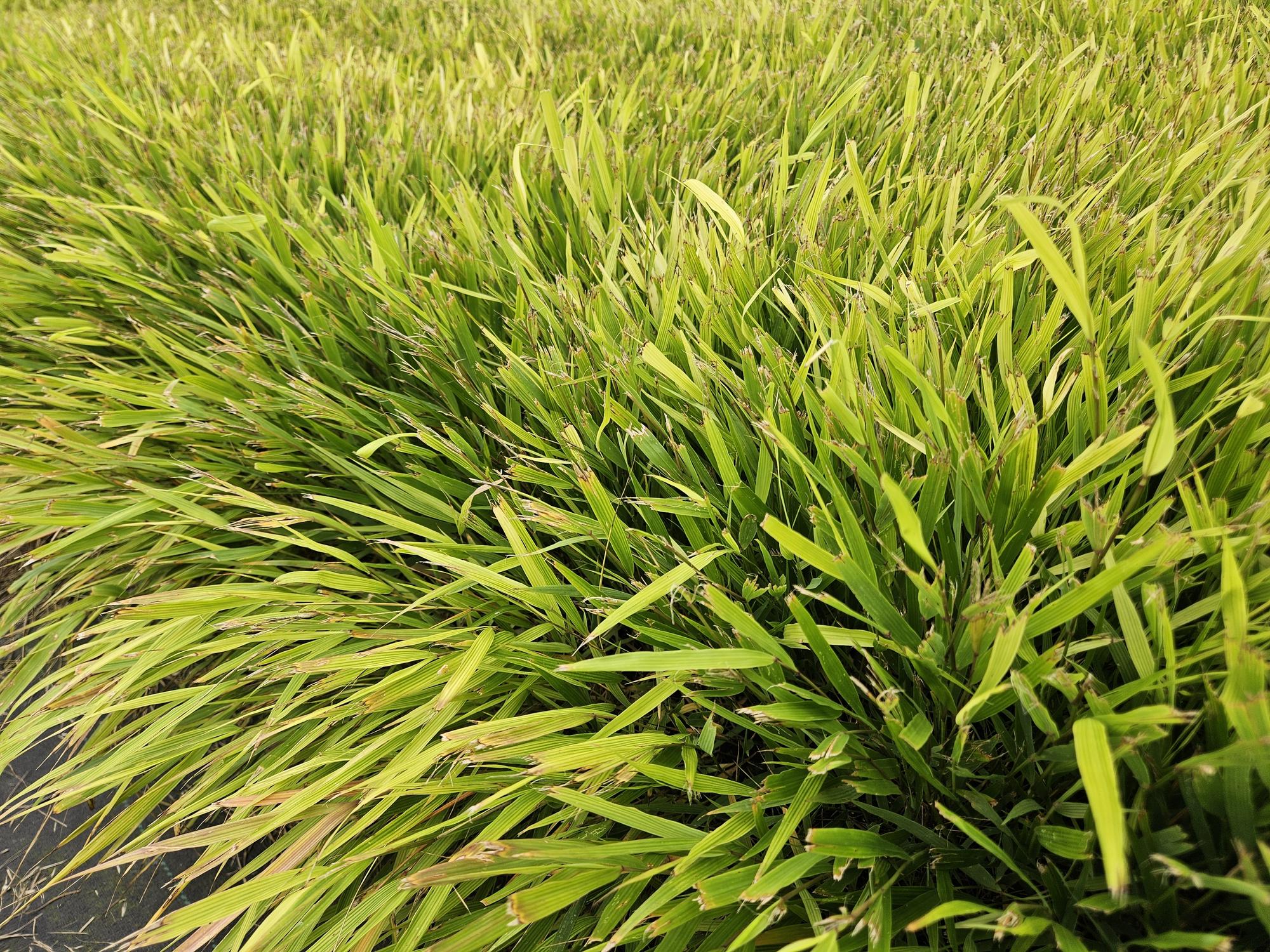12x Hakonechloa macra - ↕10-25cm - Ø9cm
