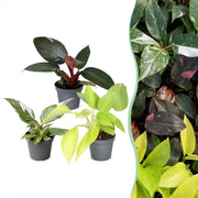 Baby Philodendron Tricolour 3x - Wit - Roze - Geel - Groen - Tropisch - Ø6cm - ↕10-15cm
