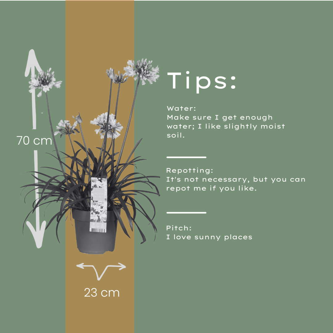 Agapanthus 'Everwhite'  23cm