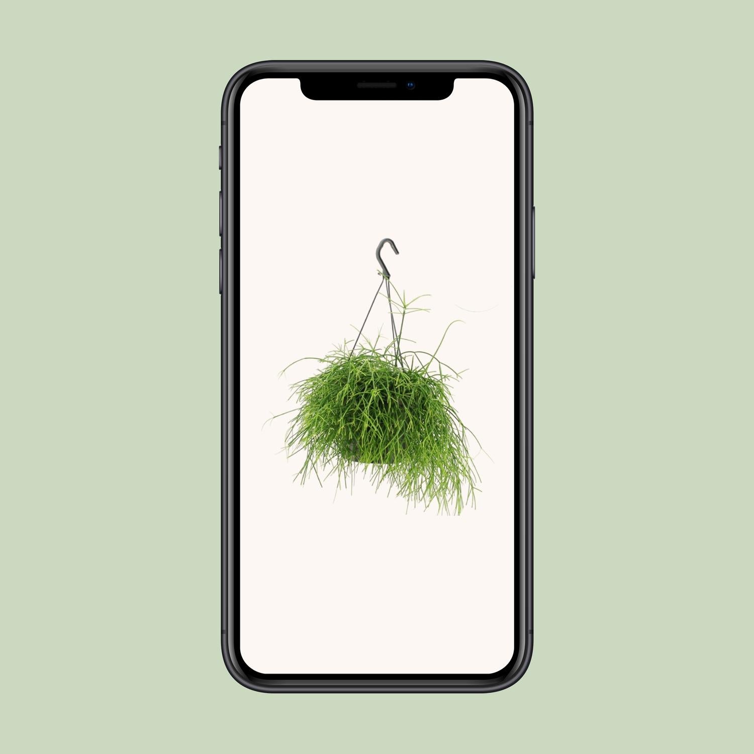 Rhipsalis Oasis - Ø17cm - ↕25cm