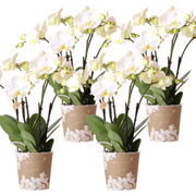 Kolibri Orchids | OFERTA COMBINADA de 4 orquídeas blancas - Gante - maceta de 12 cm de diámetro | planta de interior con flor - recién cultivada