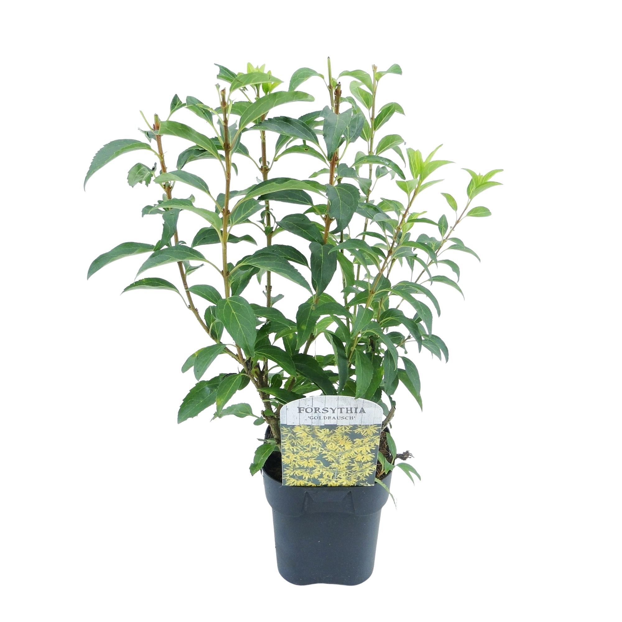 Green boutiQ – Sträucher – Forsythie intermedia 'Goldrauch' – Gelbe Blüte – 1 Pflanze – Laubabwerfend – Pflegeleicht – Topf: 17 cm, Höhe: 45 cm