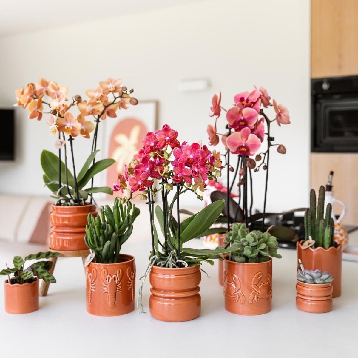 Kolibri Orchids | Combi Deal - 4 Zalmroze Phalaenopsis Orchideeën Niagara Fall Narbonne - Ø12 cm